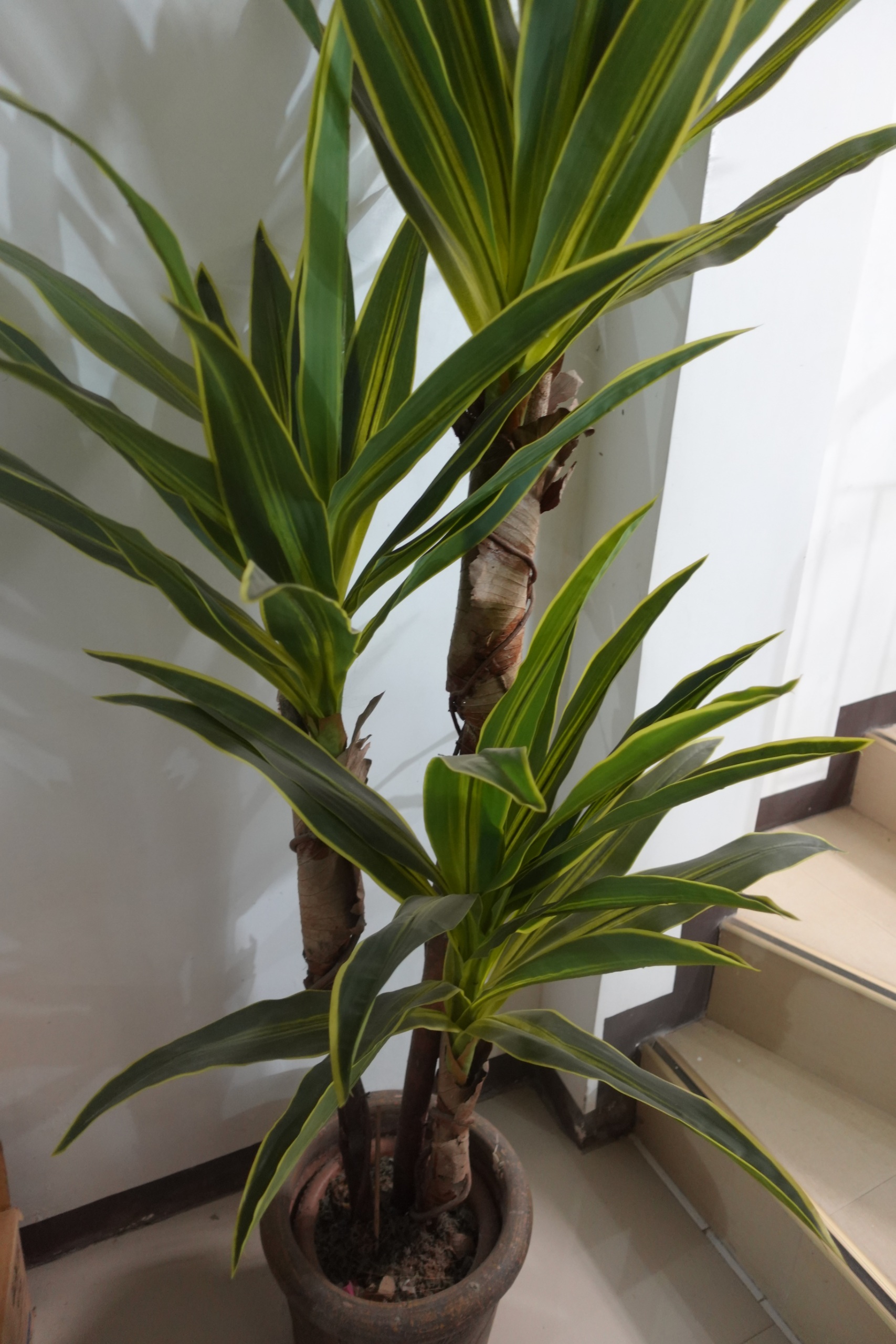 Variegated Dracaena indoor plant in clay pot 1.1 m tall